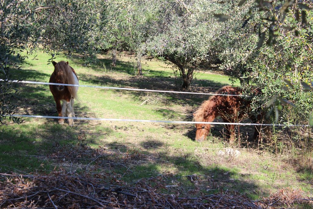 Casale Delle Rose B&B Fattoria Montepagano Eksteriør billede