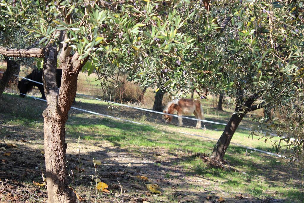 Casale Delle Rose B&B Fattoria Montepagano Eksteriør billede