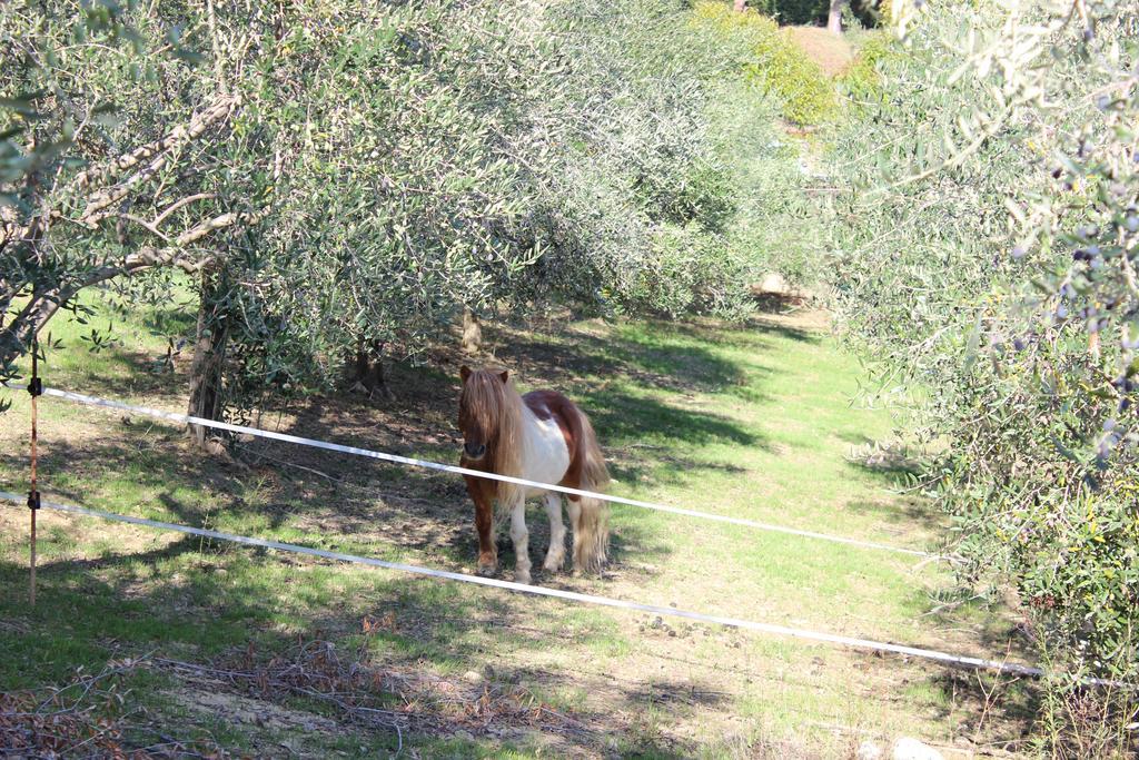 Casale Delle Rose B&B Fattoria Montepagano Eksteriør billede